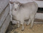 A close-up of G.G.