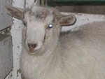 Look Ma!  No horns!