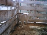 G.G. in her stall in the barn.
