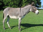 Jackie O'Donkey in the pasture, July 2006