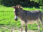 Jackie O'Donkey, July 2006
