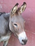 Jackie O'Donkey, July 2006