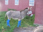 Jackie O'Donkey -- Ready for the hockey game!