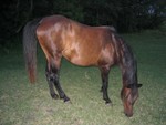 Isn't it amazing how much different she looks after receving some better care?  She hardly looks like the same horse!