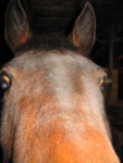 Why the long face?