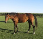 Sioux in the pasture.