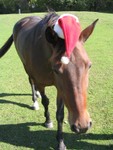 Quick!  I need to find the reindeer auditions!