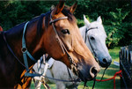 Sioux and Friend